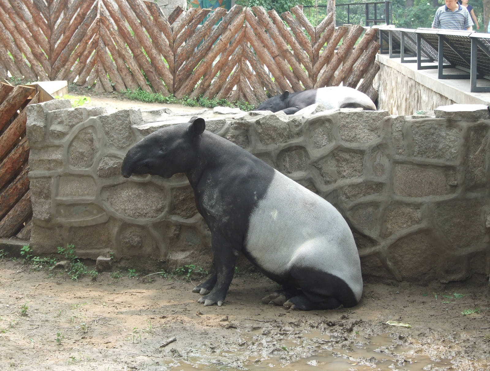 Malayan tapir sitting