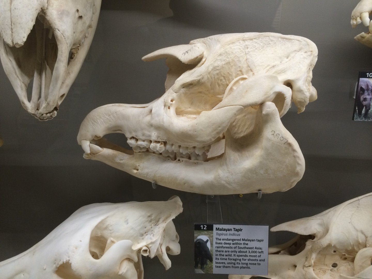 Malayan Tapir Skull
