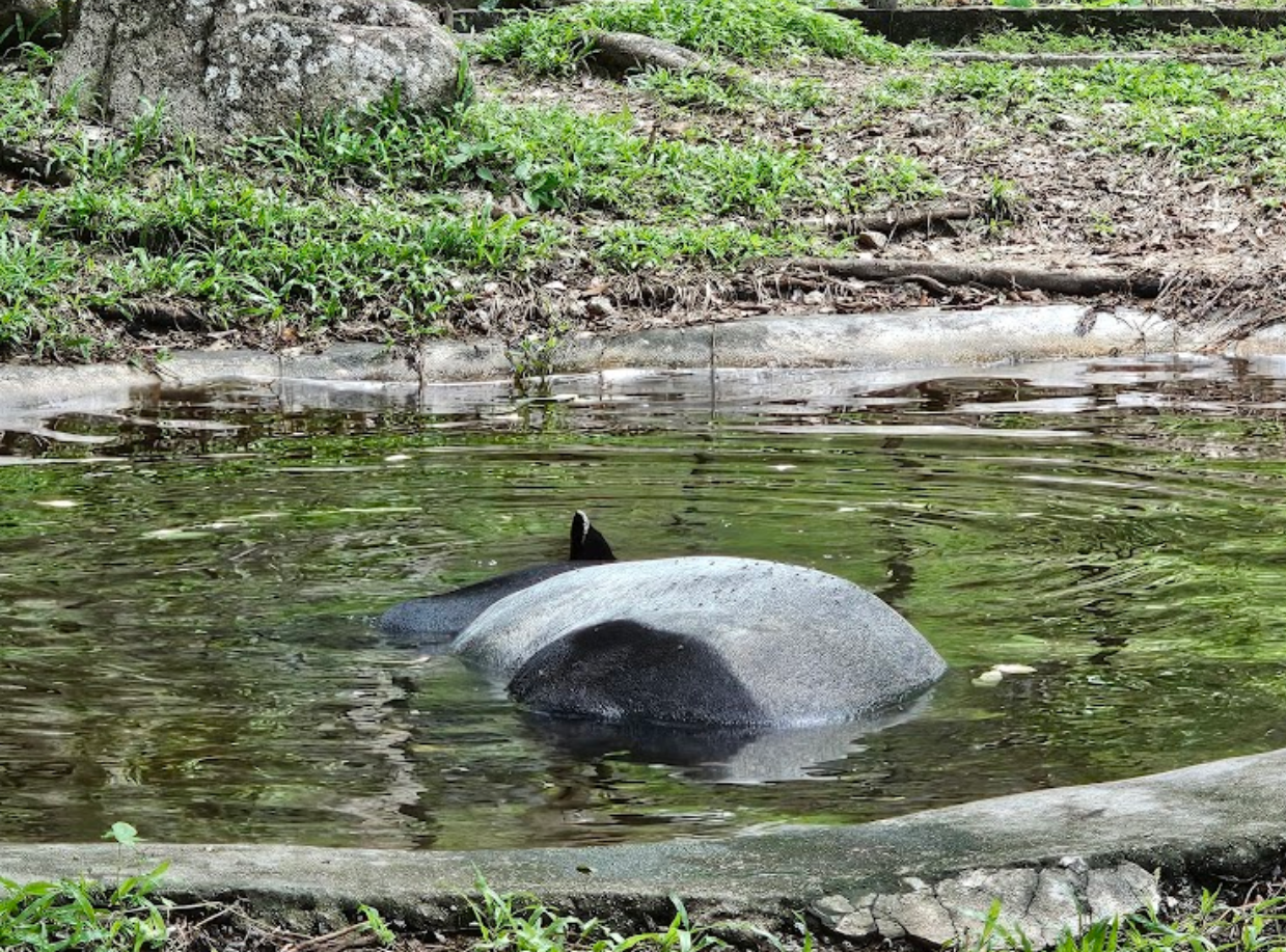 Malayan tapir Soak in water.