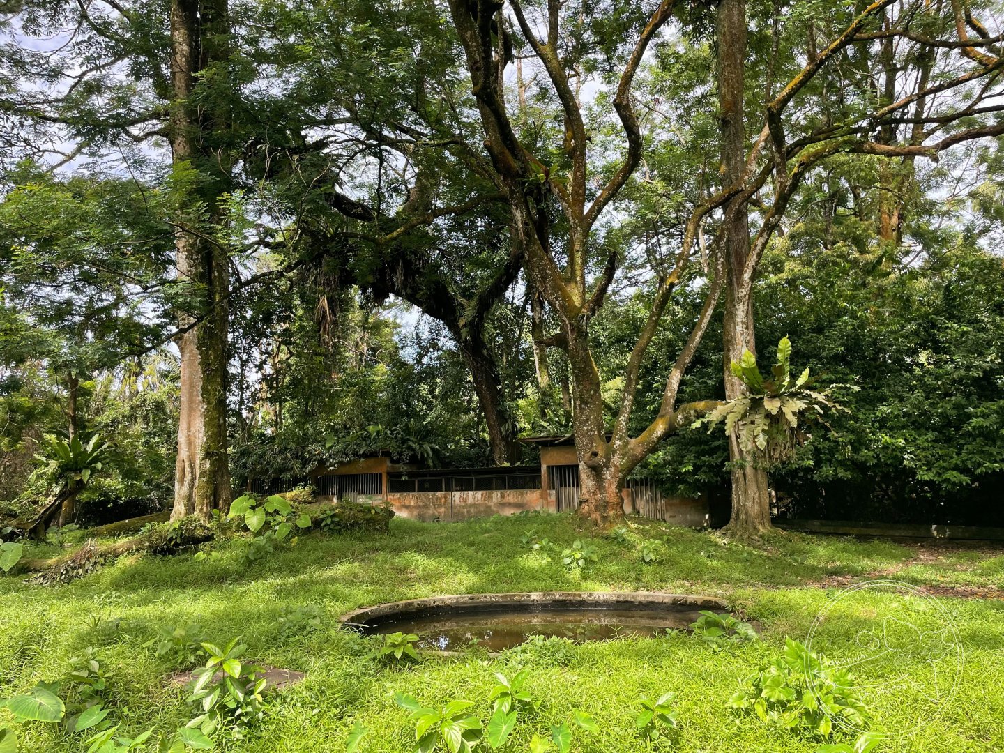 Malayan Tapir & Southern Red Muntjac Exhibit