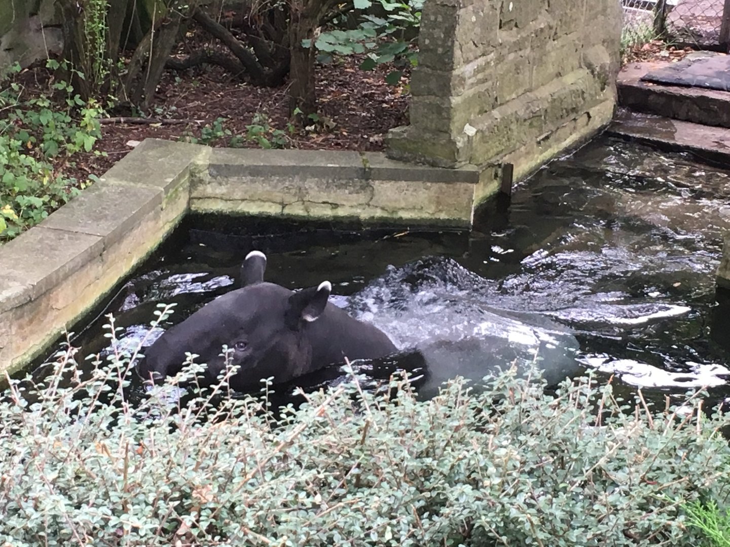 Malayan tapir swimming (2019)