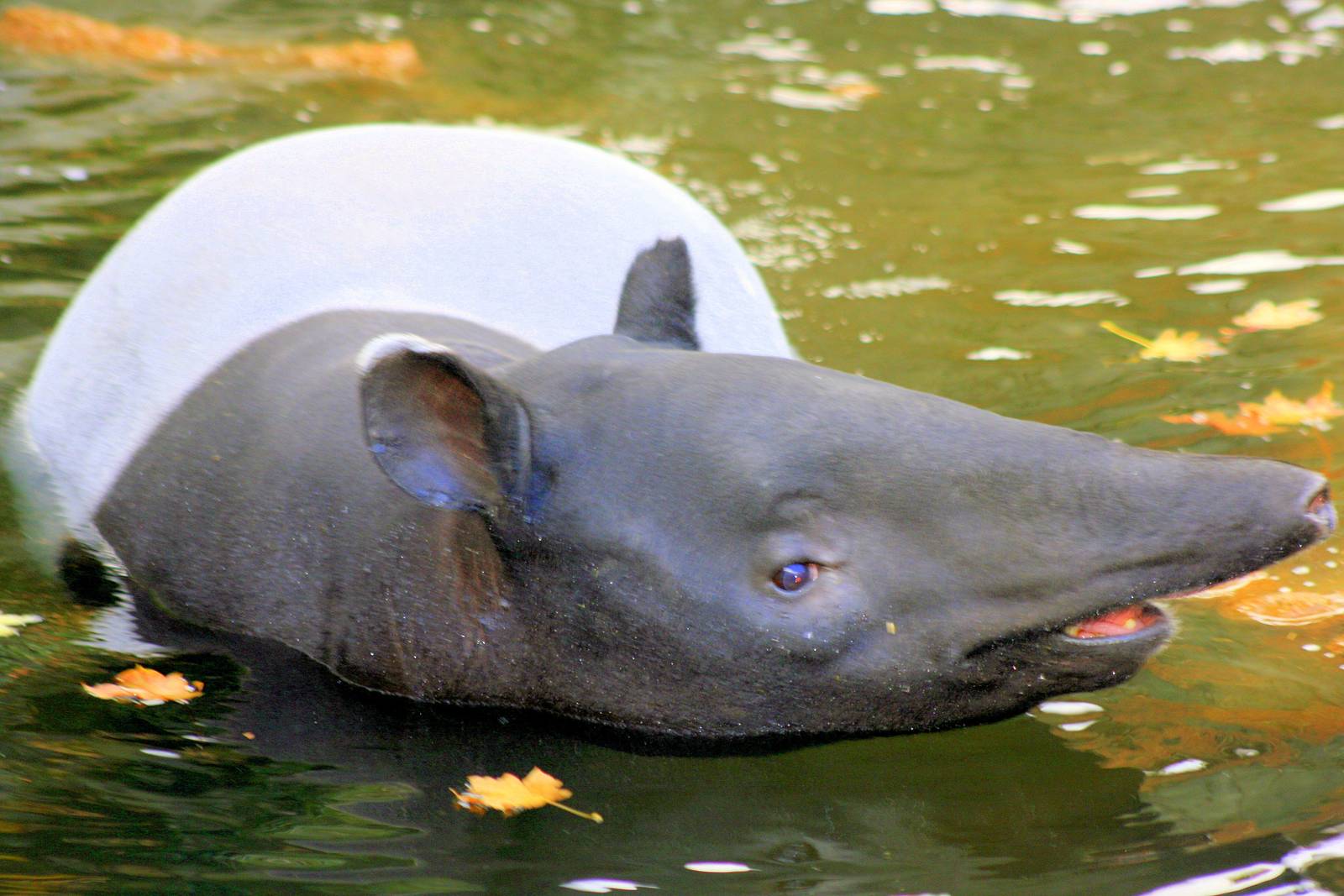 Malayan tapir swimming; London Zoo; 14th October 2012