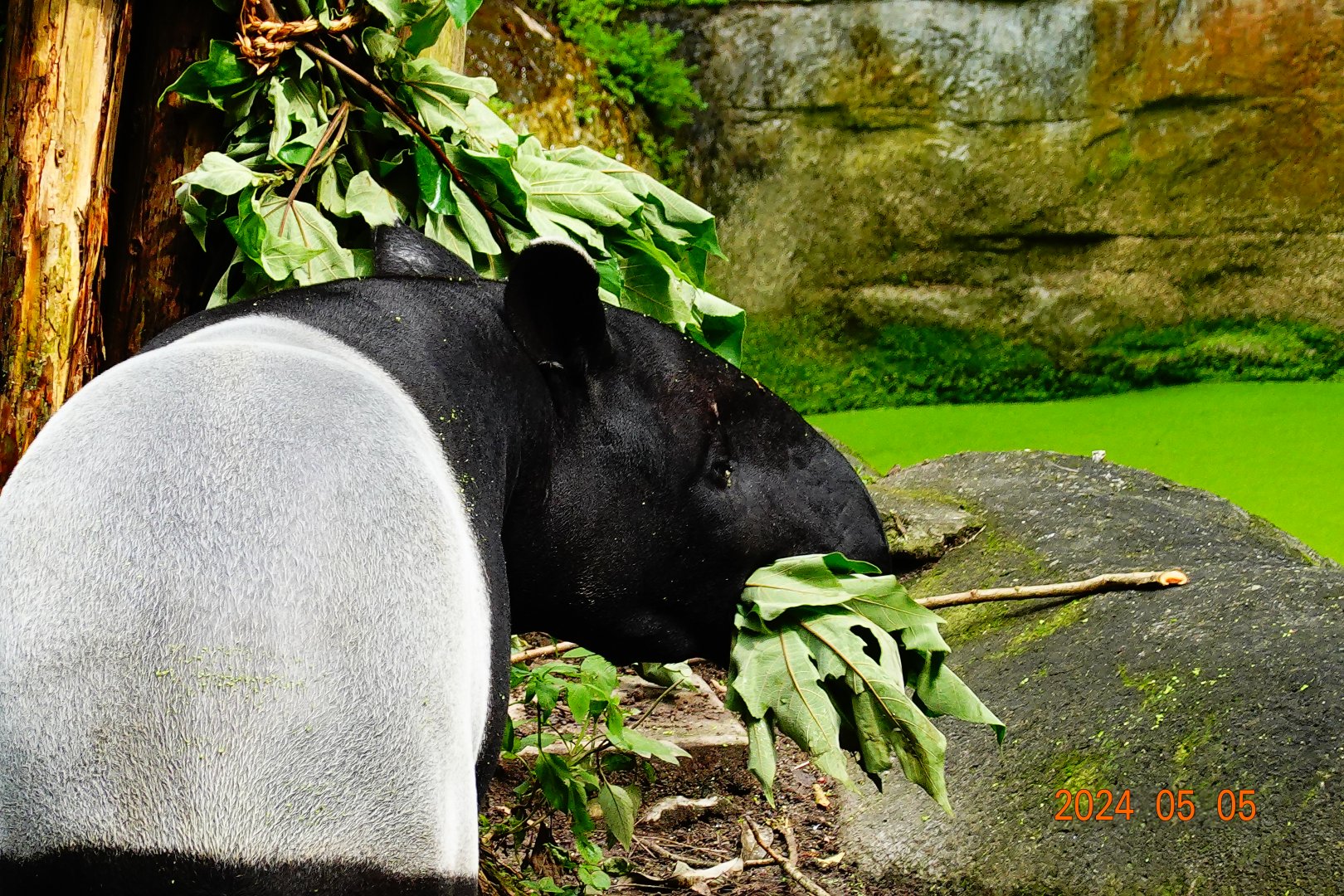 Malayan Tapir (Tapir indicus)