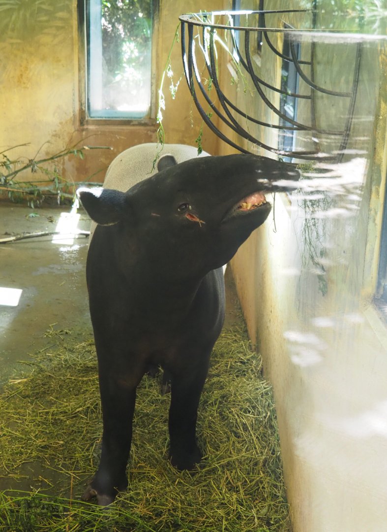 Malayan tapir (Tapirus indicus), 2020-06-28