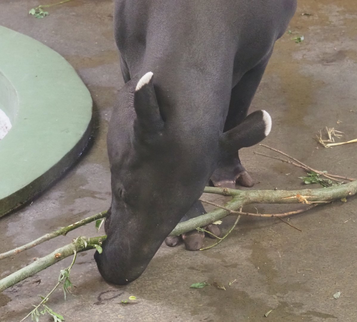 Malayan tapir (Tapirus indicus), 2022-05-26