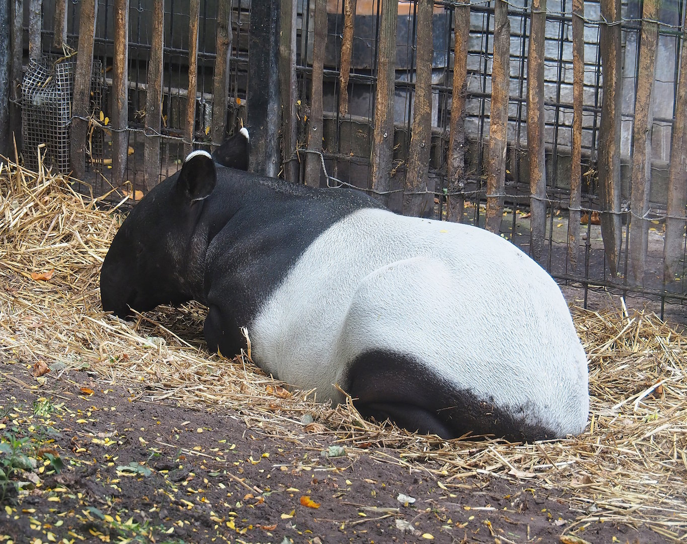 Malayan tapir (Tapirus indicus), 2022-08-16