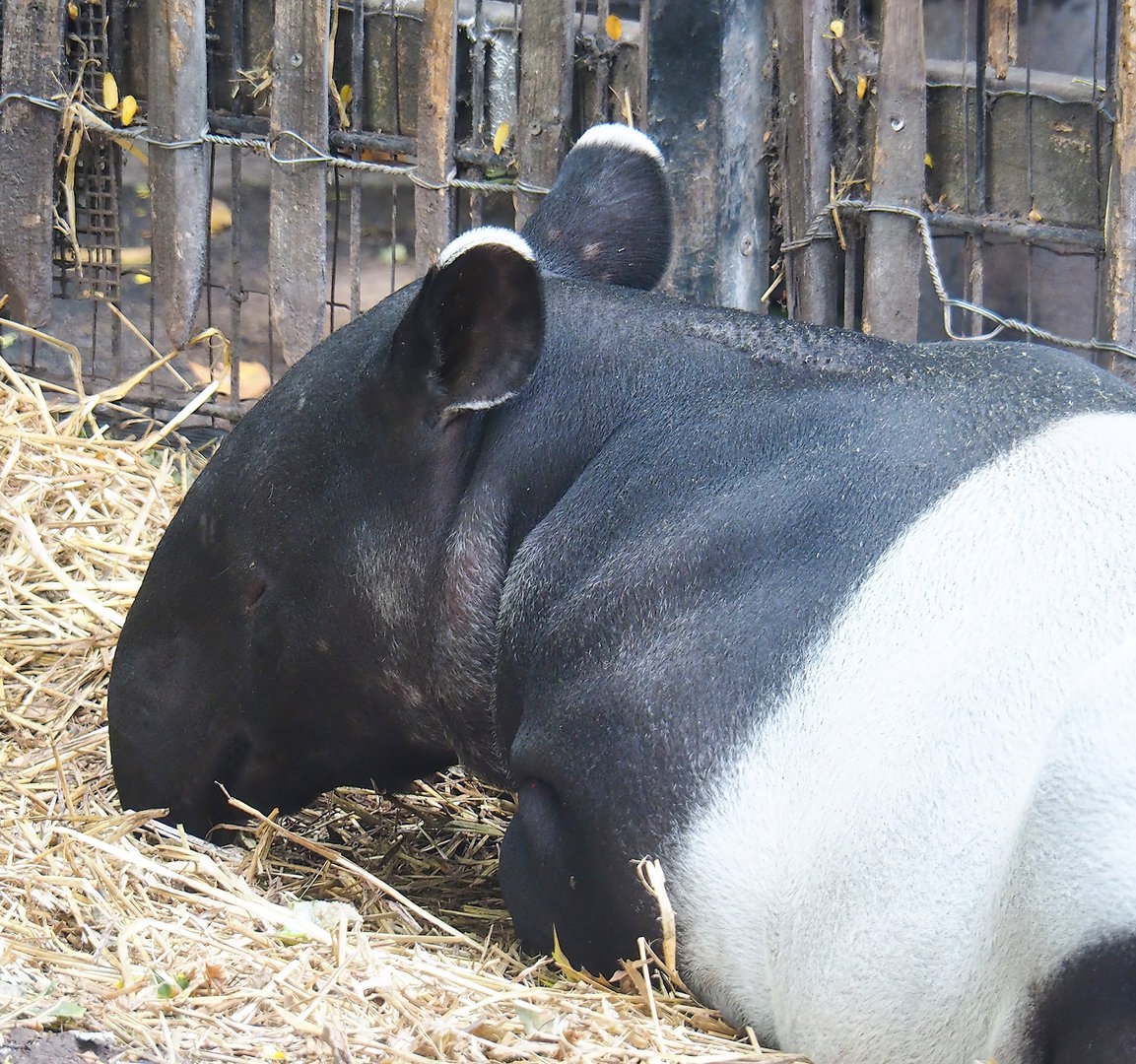 Malayan tapir (Tapirus indicus), 2022-08-16