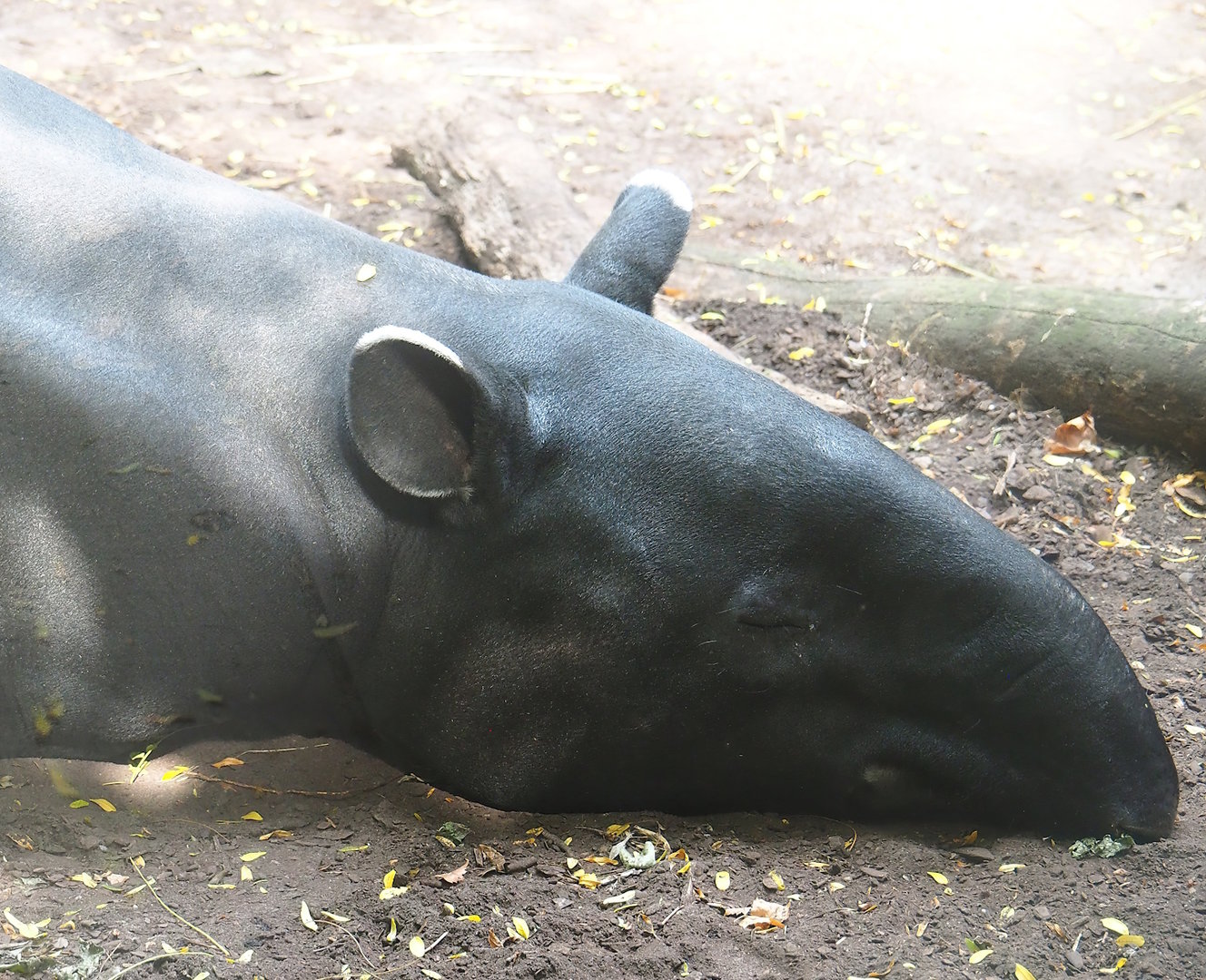 Malayan tapir (Tapirus indicus), 2022-08-16