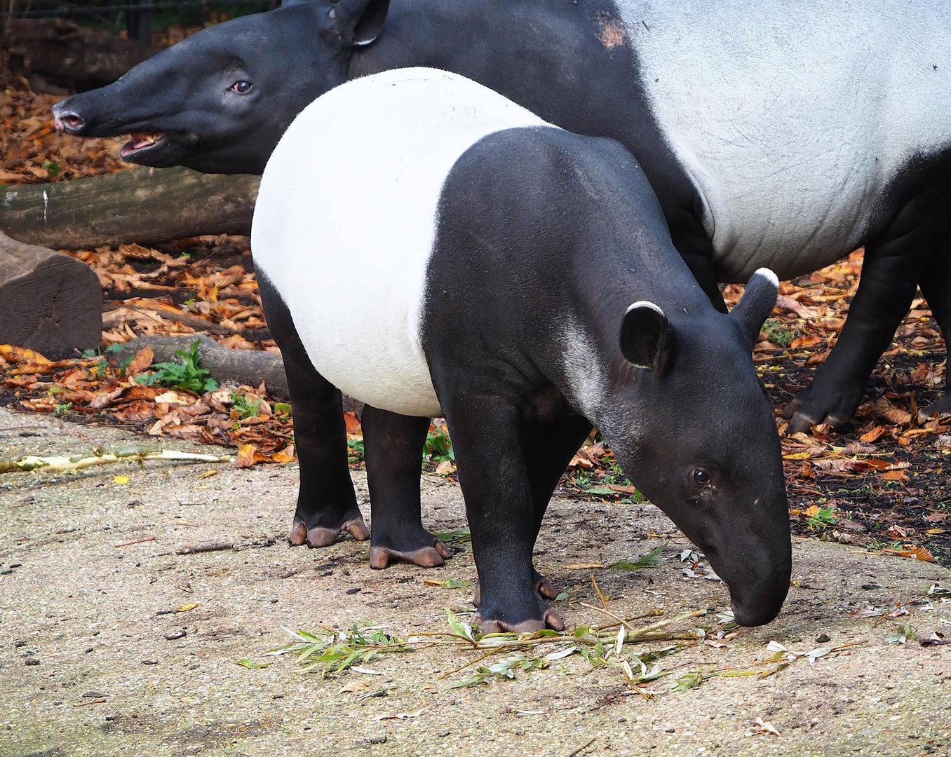 Malayan tapir (Tapirus indicus), 2022-10-29