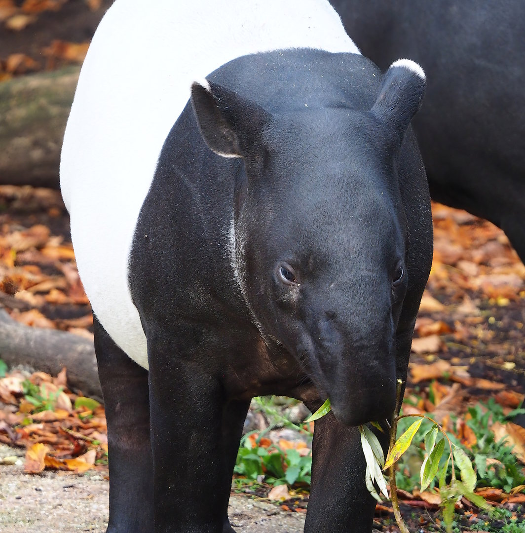 Malayan tapir (Tapirus indicus), 2022-10-29