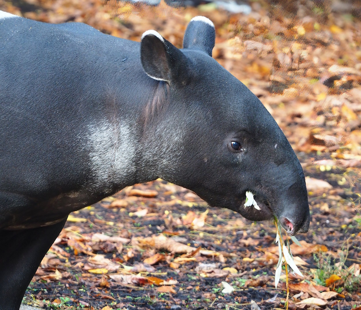 Malayan tapir (Tapirus indicus), 2022-10-29