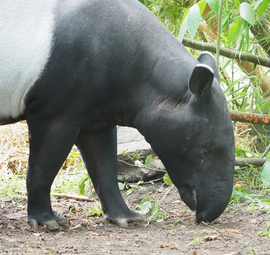 Malayan tapir (Tapirus indicus), 2023-07-02