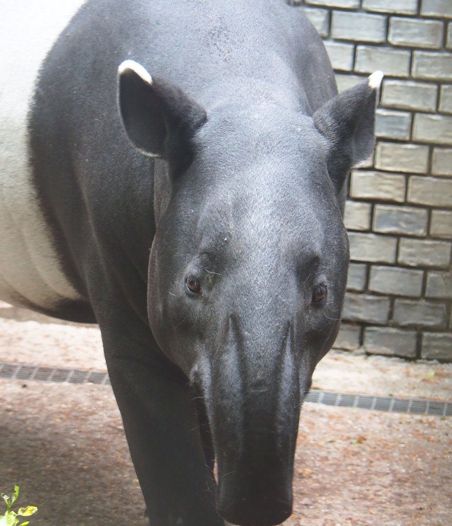 Malayan tapir (Tapirus indicus), 2023-07-02