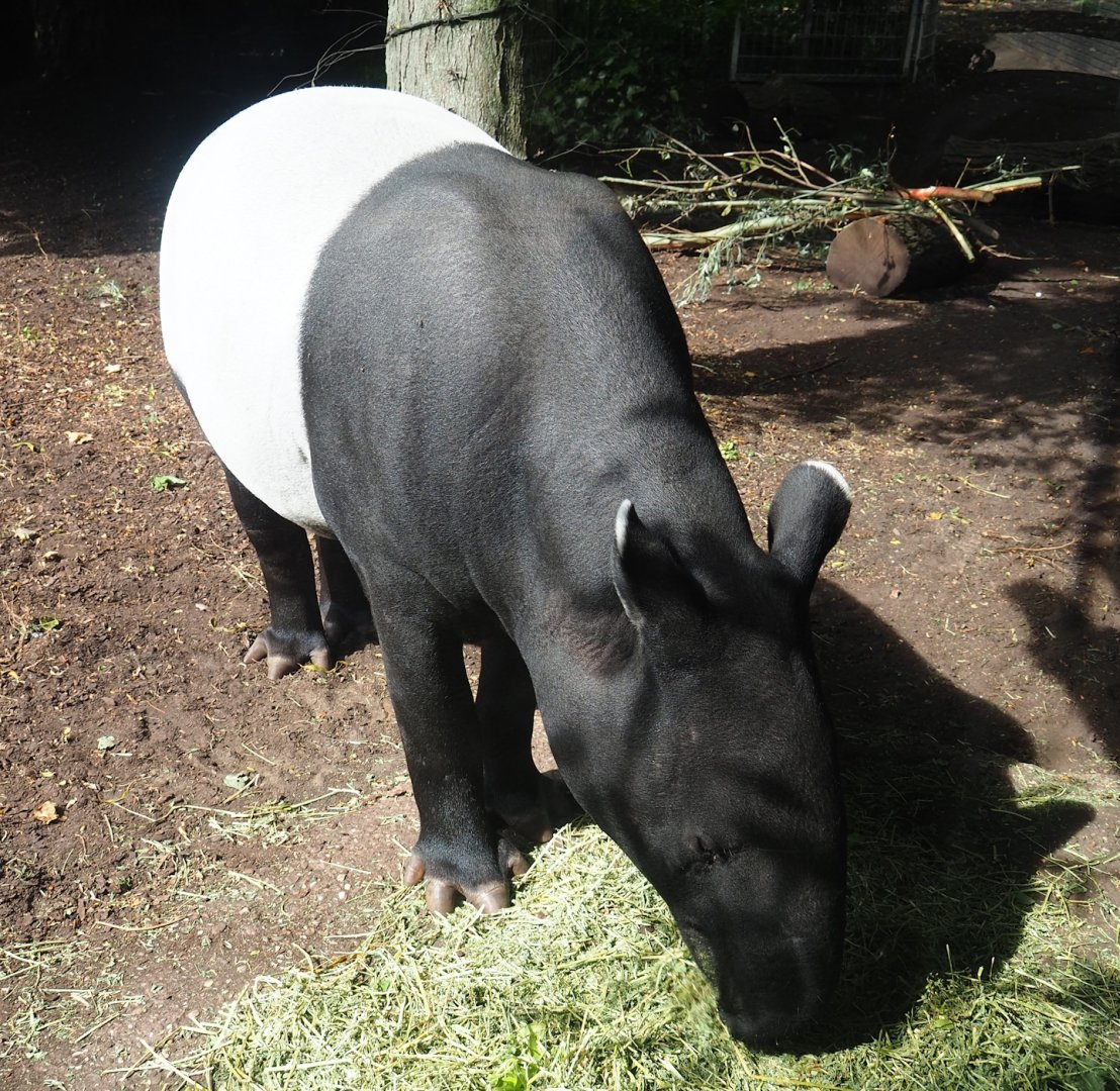 Malayan tapir (Tapirus indicus), 2023-07-22