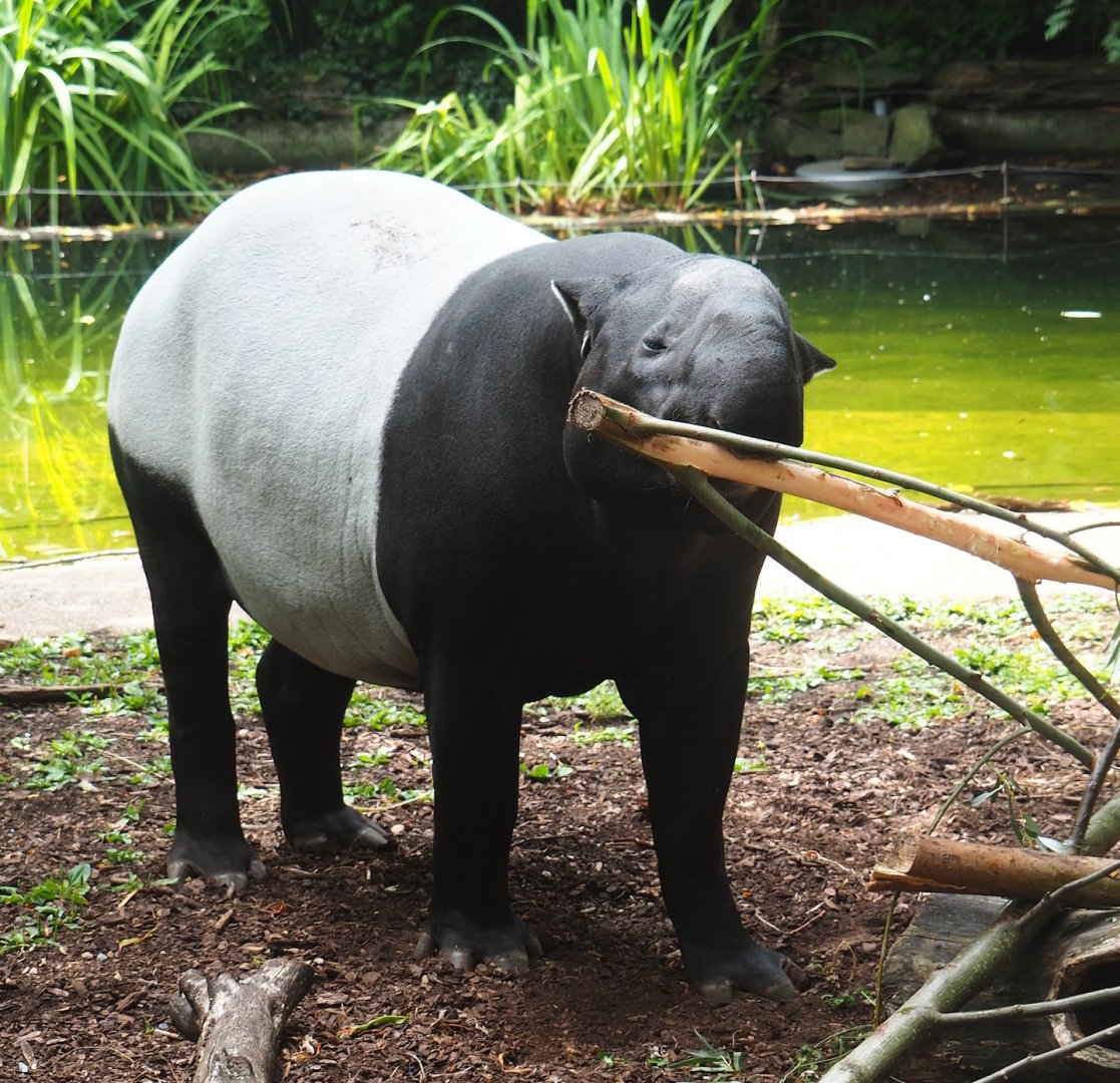 Malayan tapir (Tapirus indicus), 2023-07-22