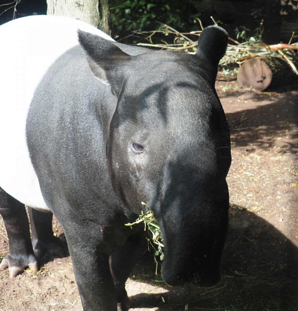 Malayan tapir (Tapirus indicus), 2023-07-22