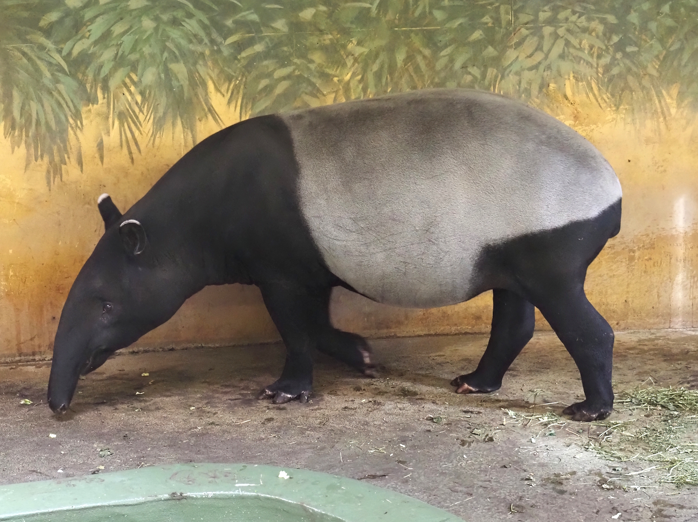 Malayan tapir (Tapirus indicus), 2024-03-09
