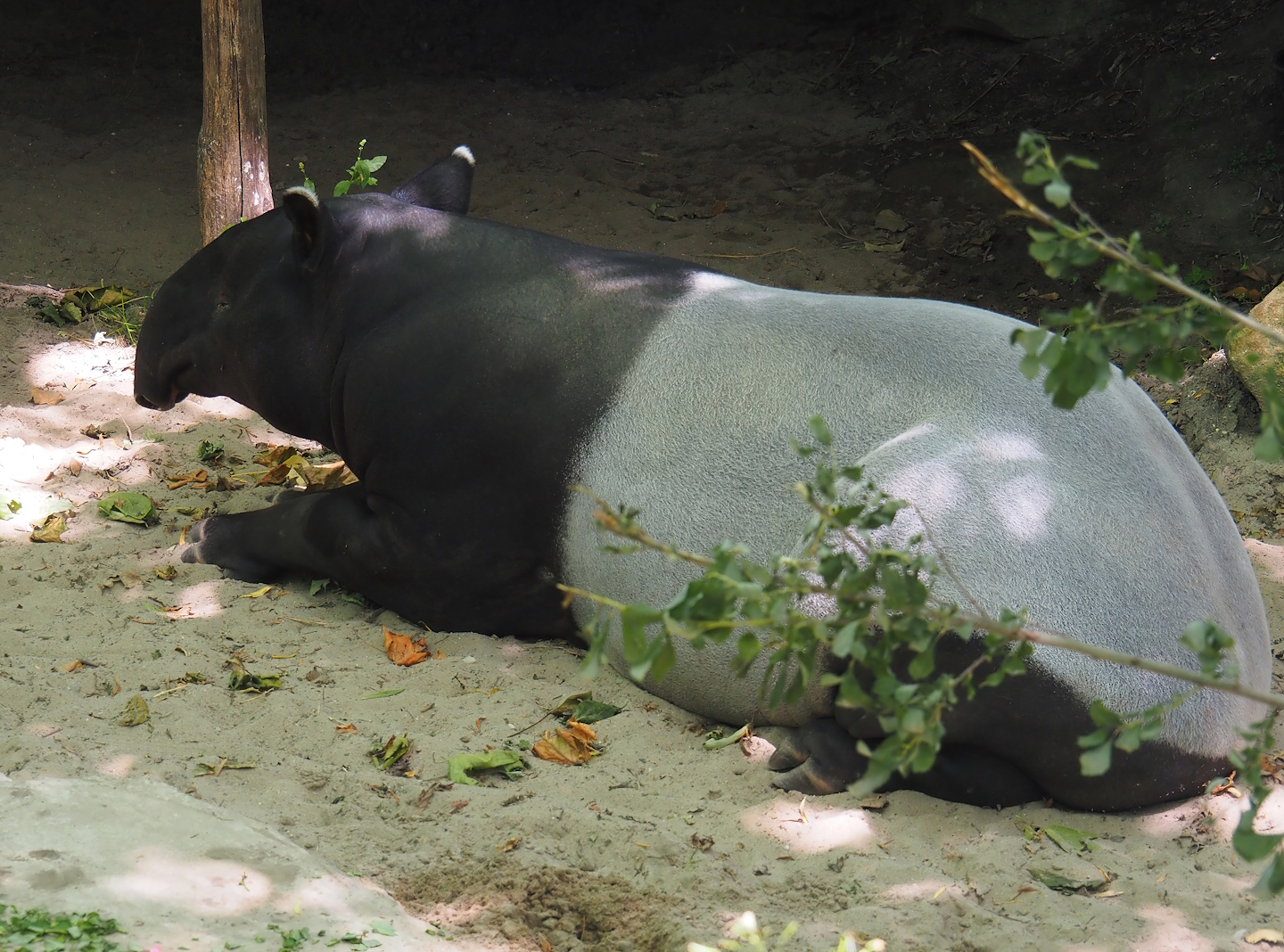 Malayan tapir (Tapirus indicus), 2024-06-30
