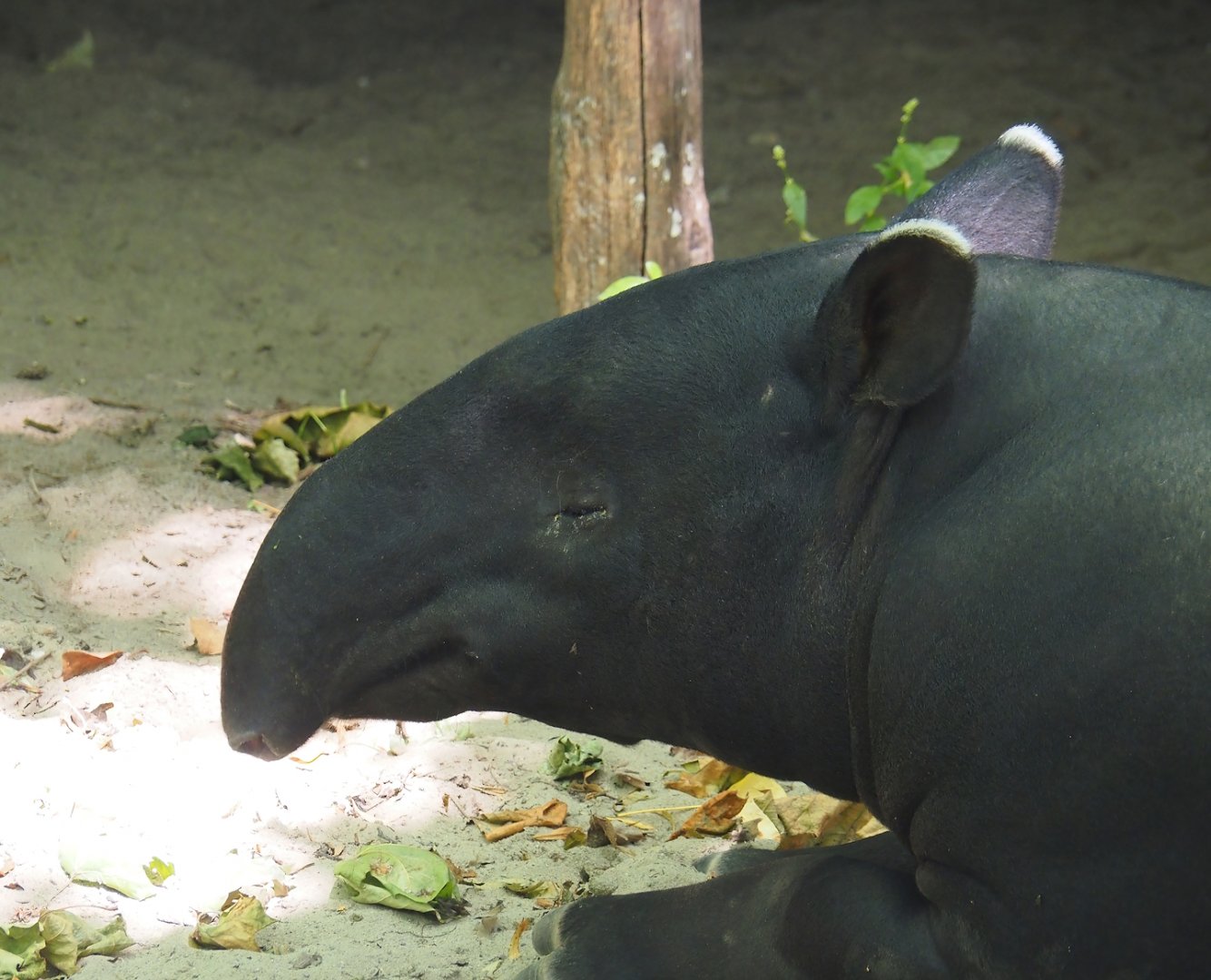 Malayan tapir (Tapirus indicus), 2024-06-30