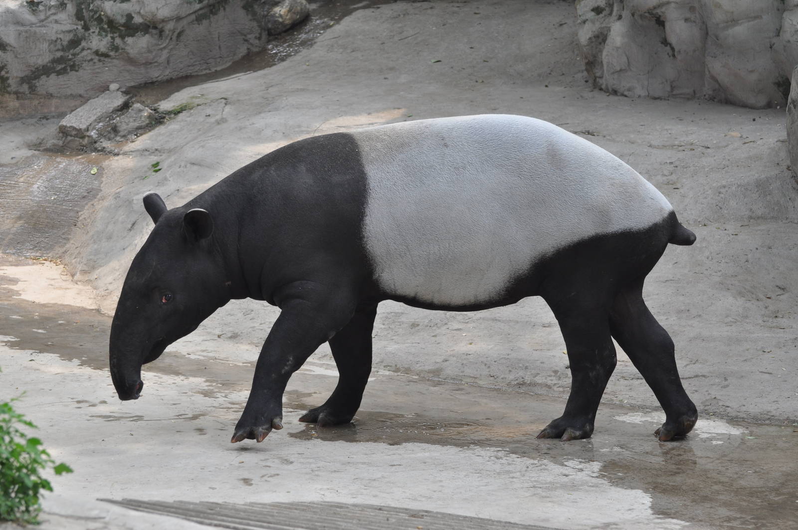 Malayan tapir/ Tapirus indicus. Beijing Zoo