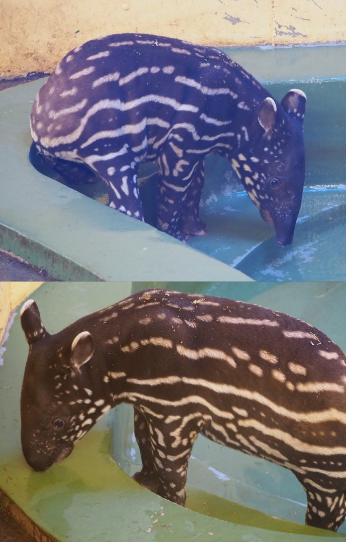 Malayan tapir (Tapirus indicus) calf Utari, 2019-09-21