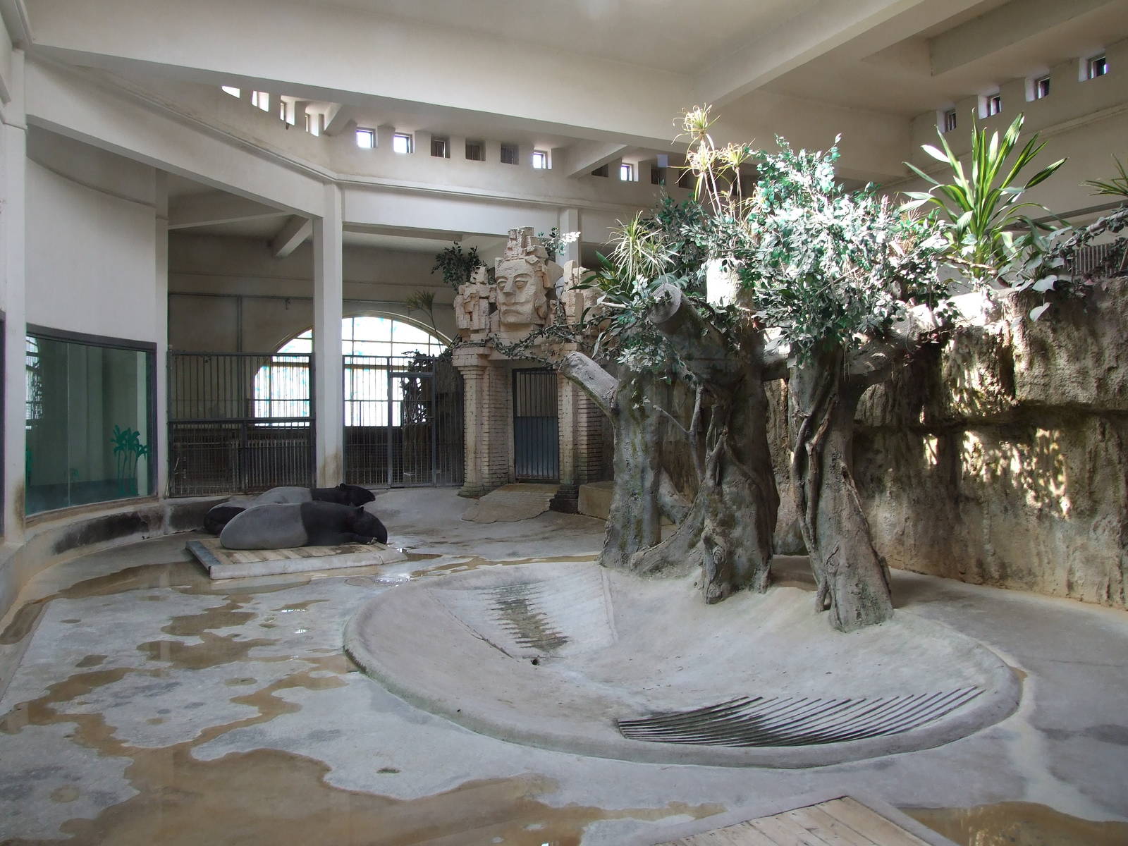Malayan tapir (Tapirus indicus) enclosure