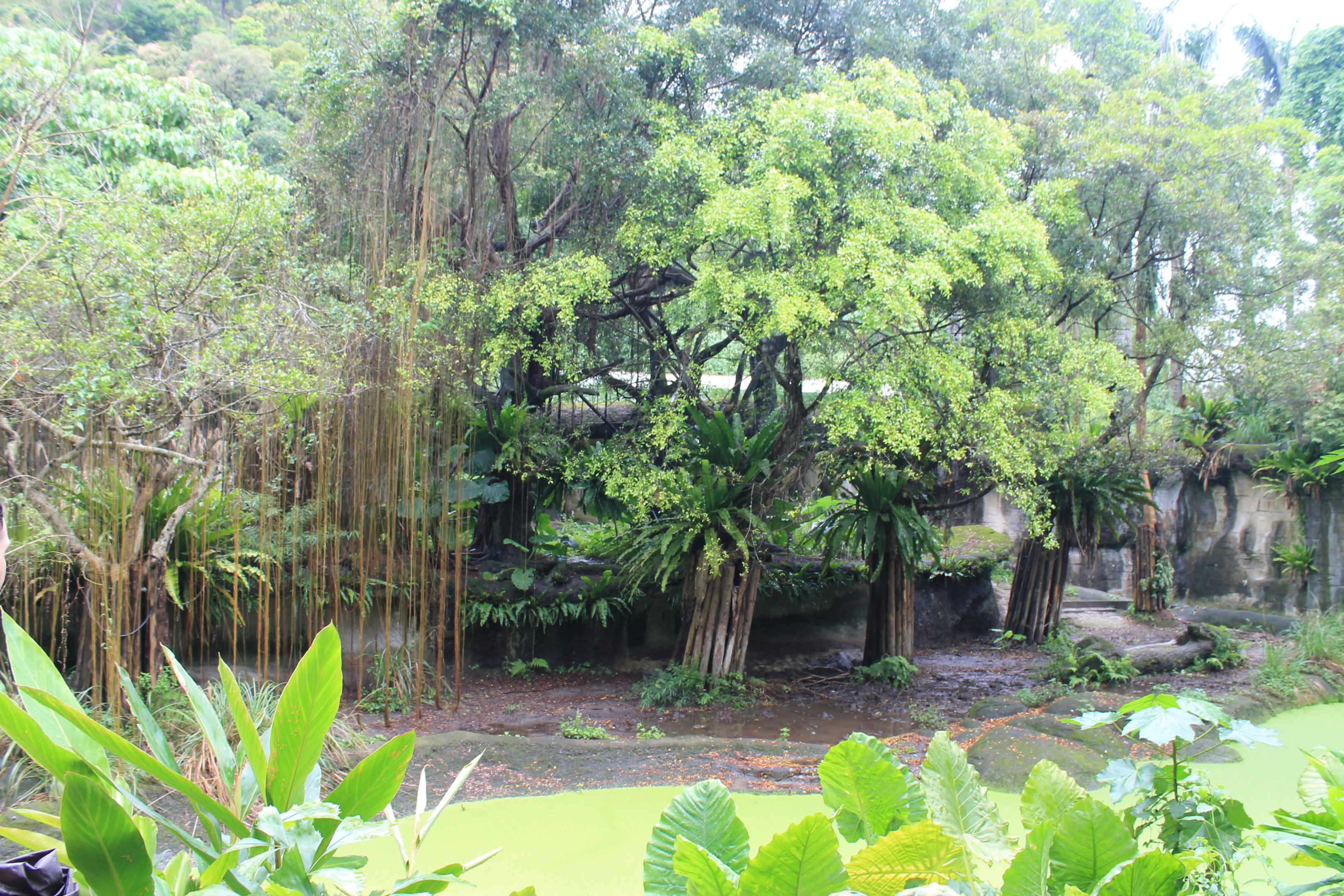 Malayan Tapir (Tapirus indicus) enclosure