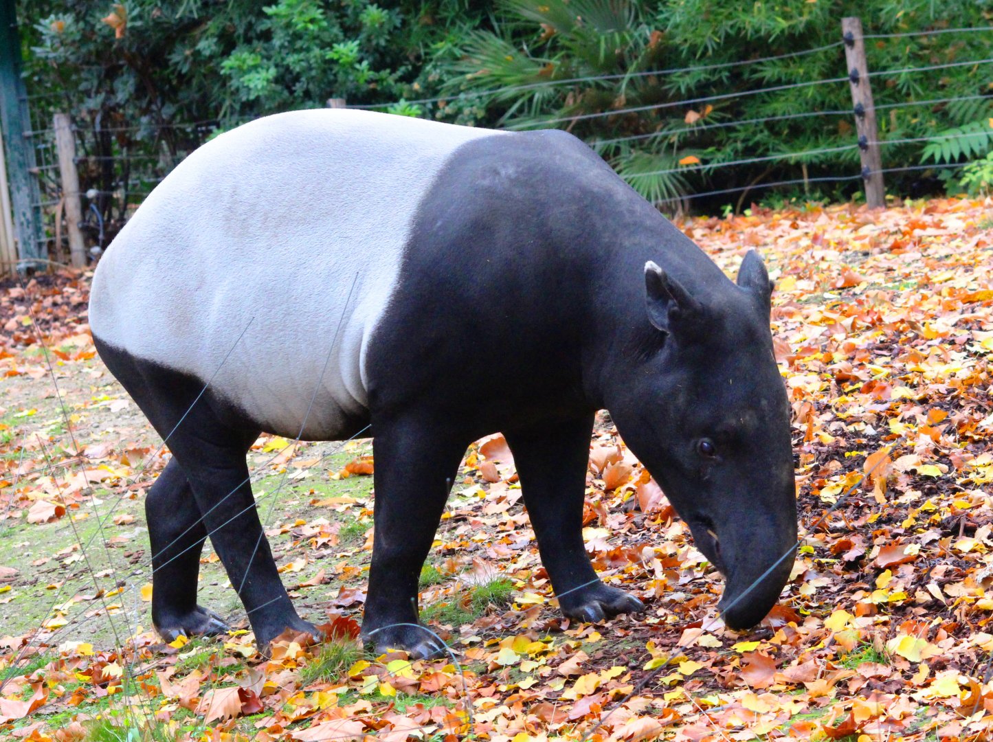 Malayan tapir (Tapirus indicus) in Jardin des Plantes; 24th November 2018