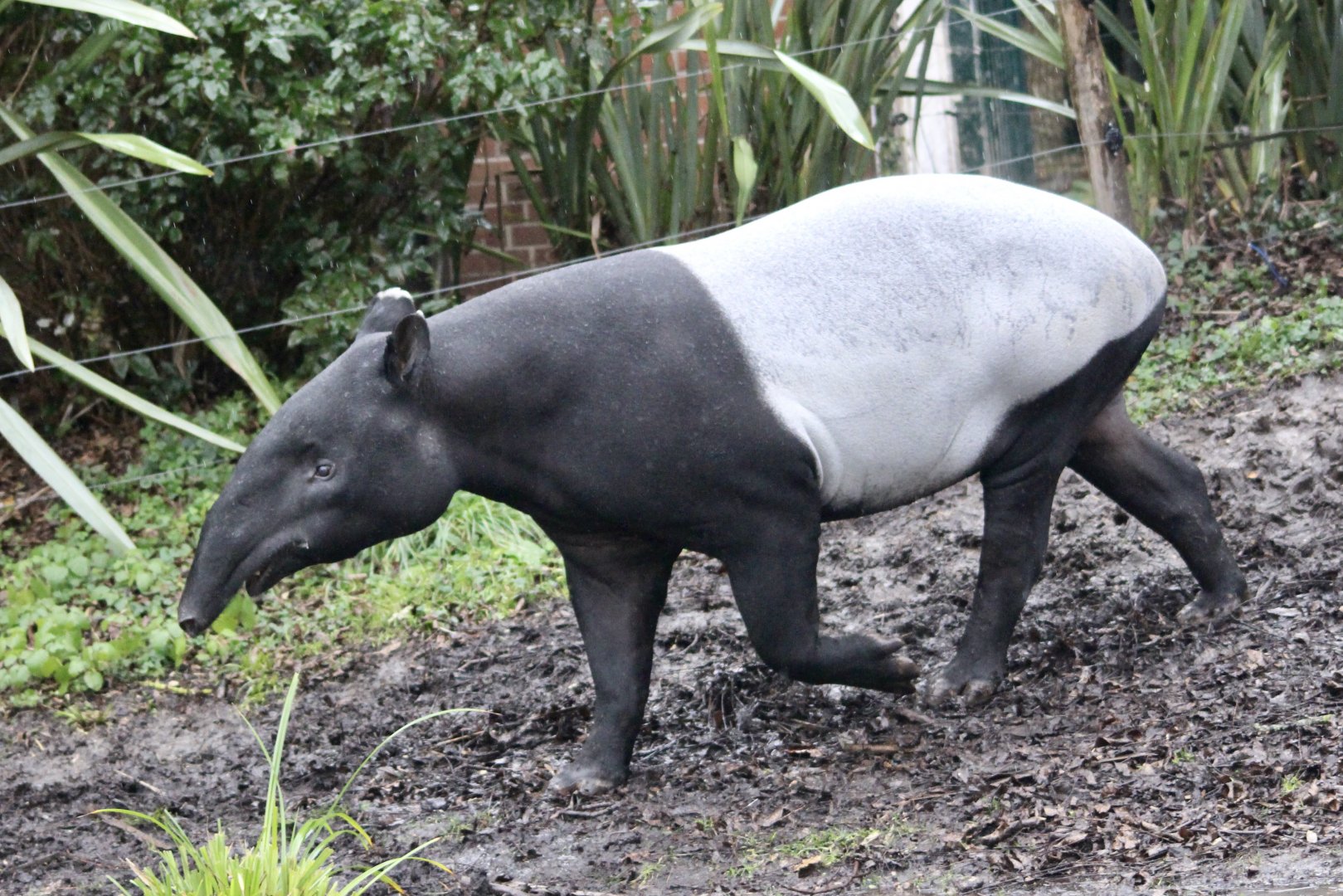 Malayan tapir (Tapirus indicus) - January 2025