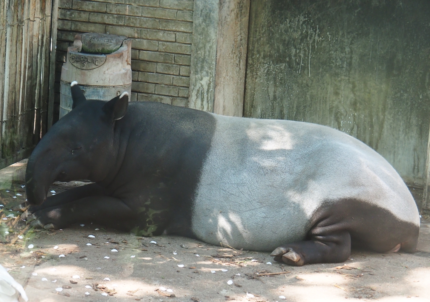 Malayan tapir (Tapirus indicus) Nakal, 2019-04-20
