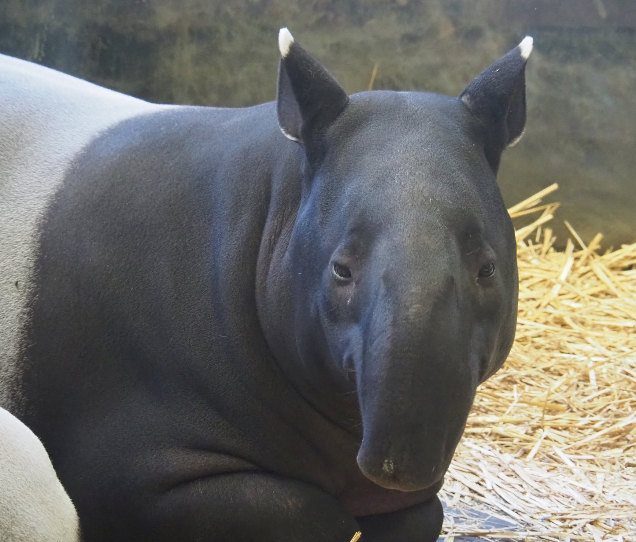 Malayan tapir (Tapirus indicus) Nakal, 2019-12-30
