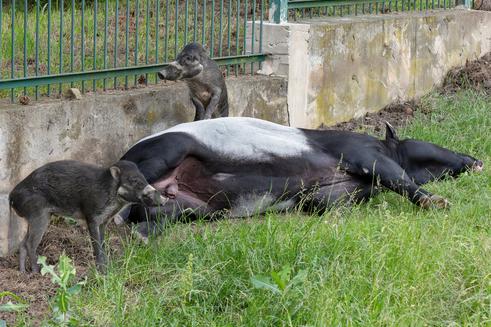 Malayan tapir (Tapirus indicus) & Negros warty pigs (Sus cebifrons negrinus)