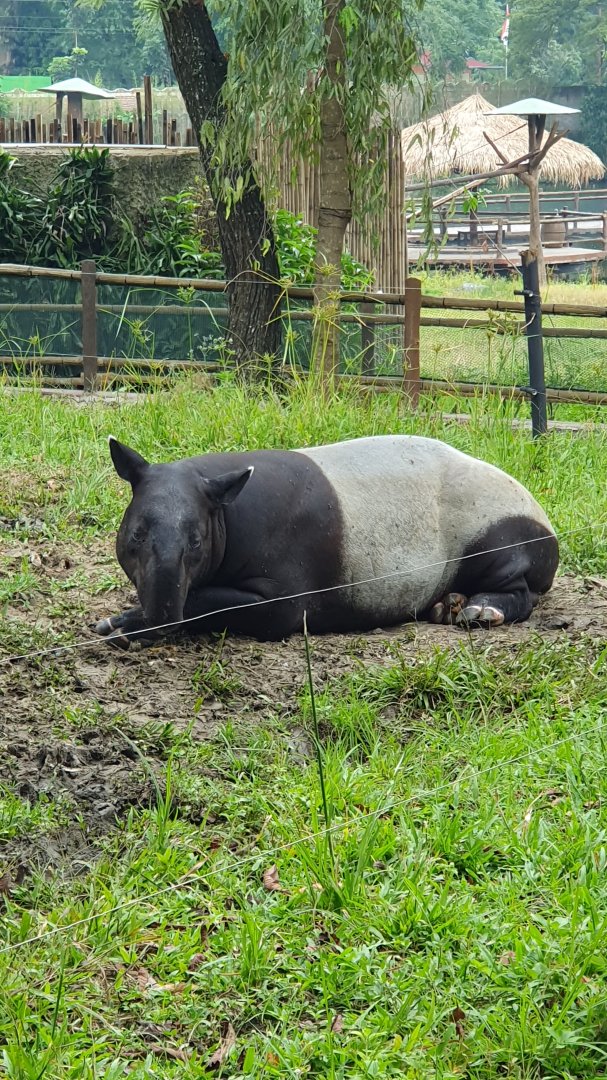 Malayan Tapir (Tapirus indicus) - Solo Safari