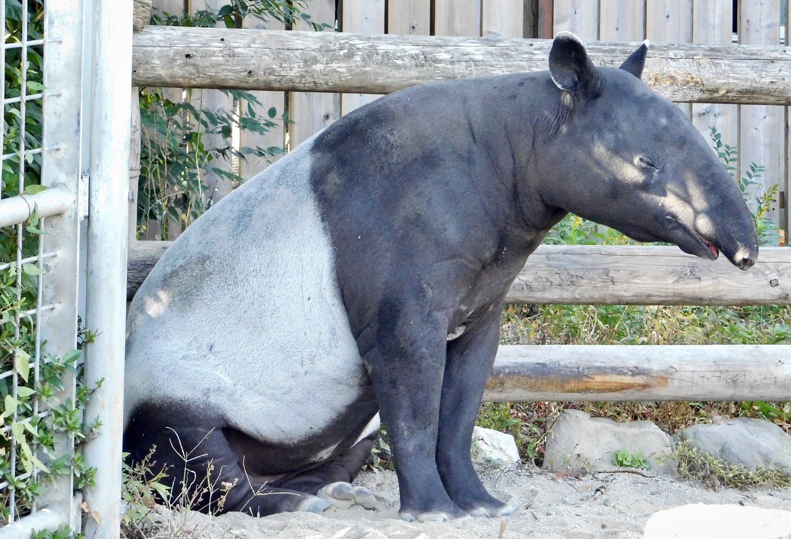 Malayan Tapir (Tapirus indicus) - Tobu Zoo November 15, 2025