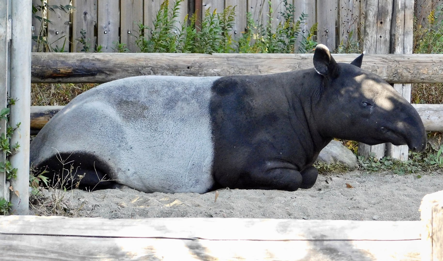 Malayan Tapir (Tapirus indicus) - Tobu Zoo November 15, 2025