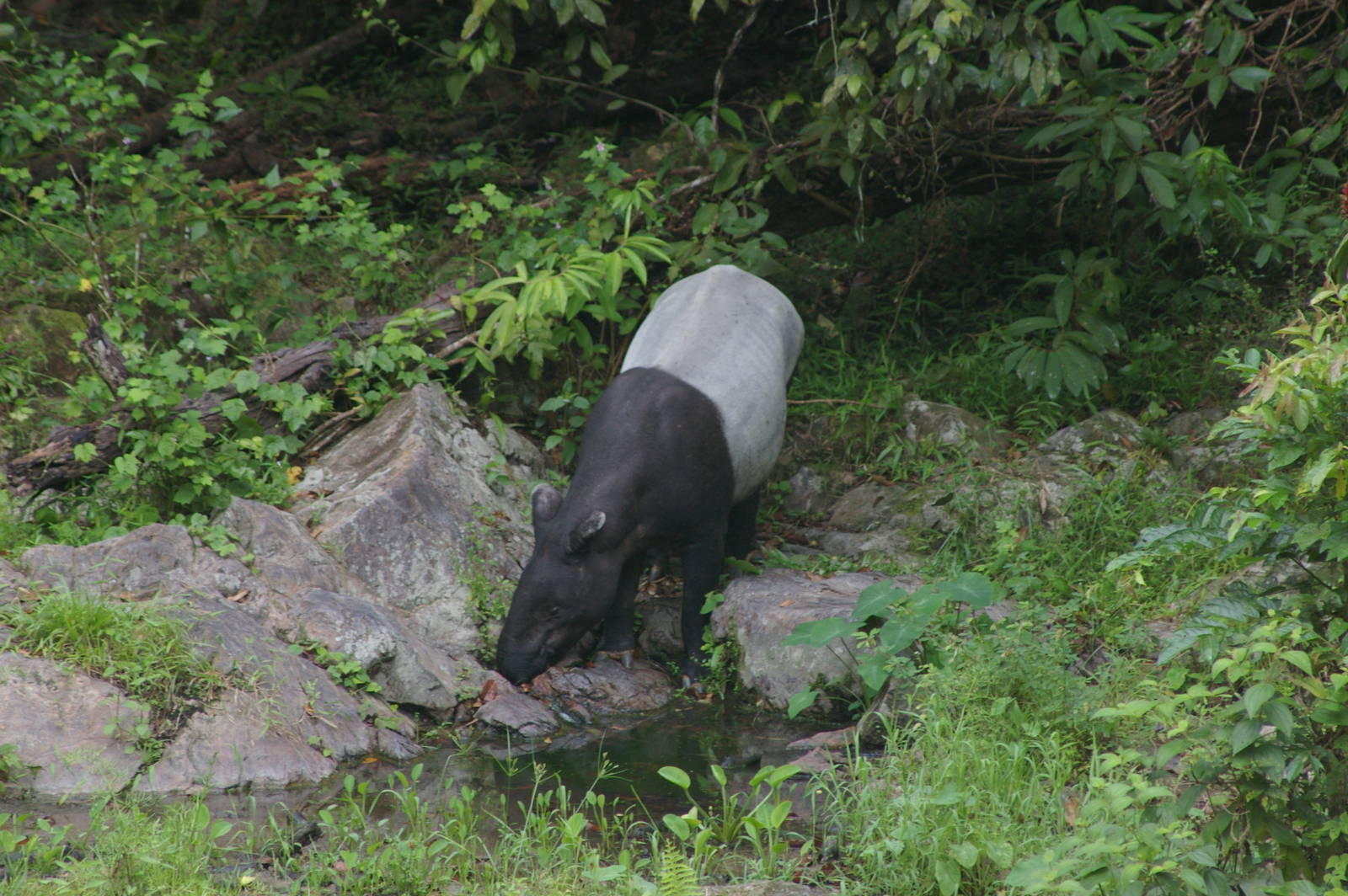 Malayan tapir (Tapirus indicus)