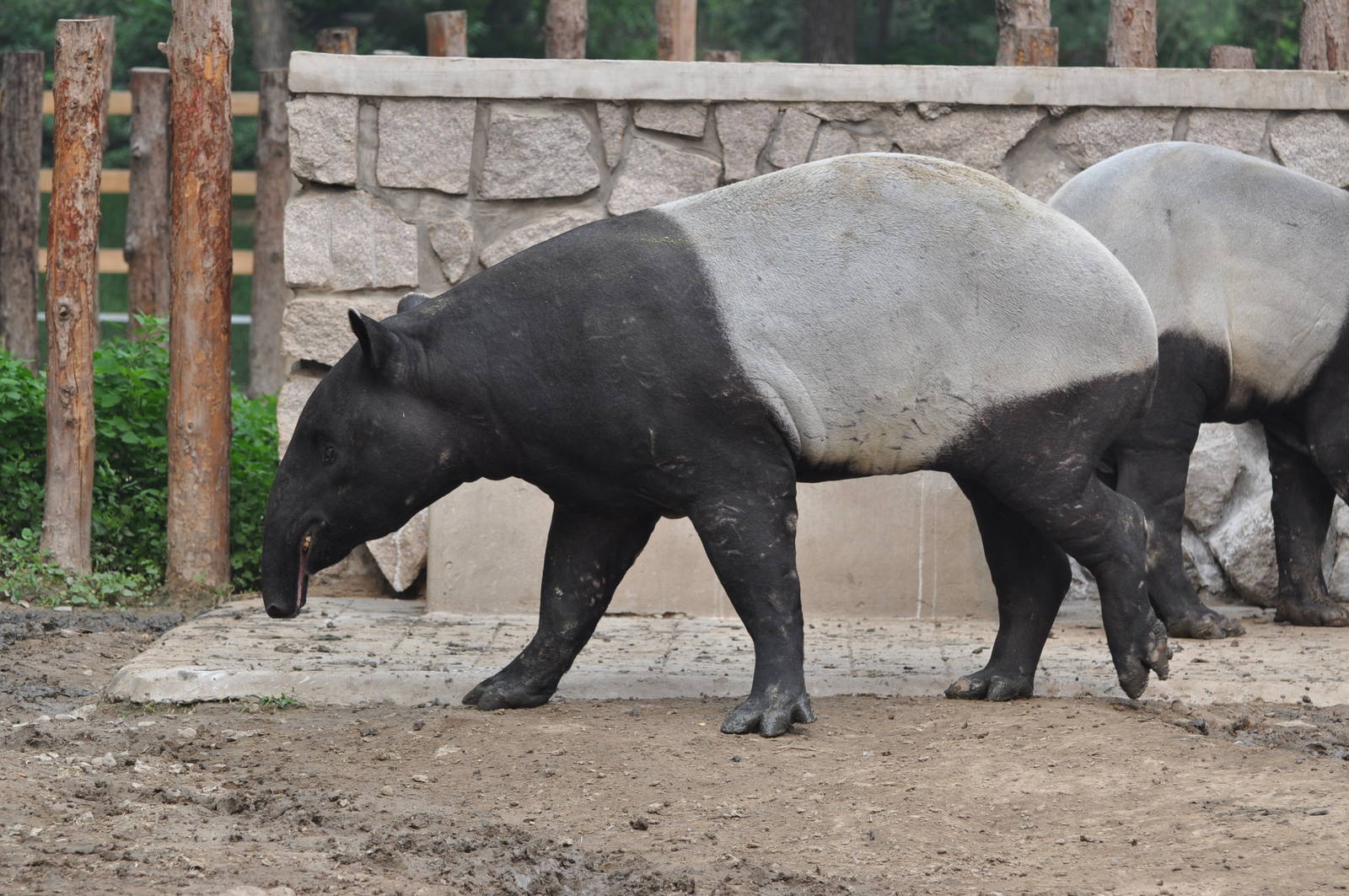 Malayan tapir/ Tapirus indicus