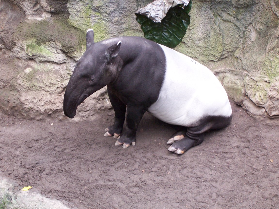Malayan Tapir (Tapirus indicus)