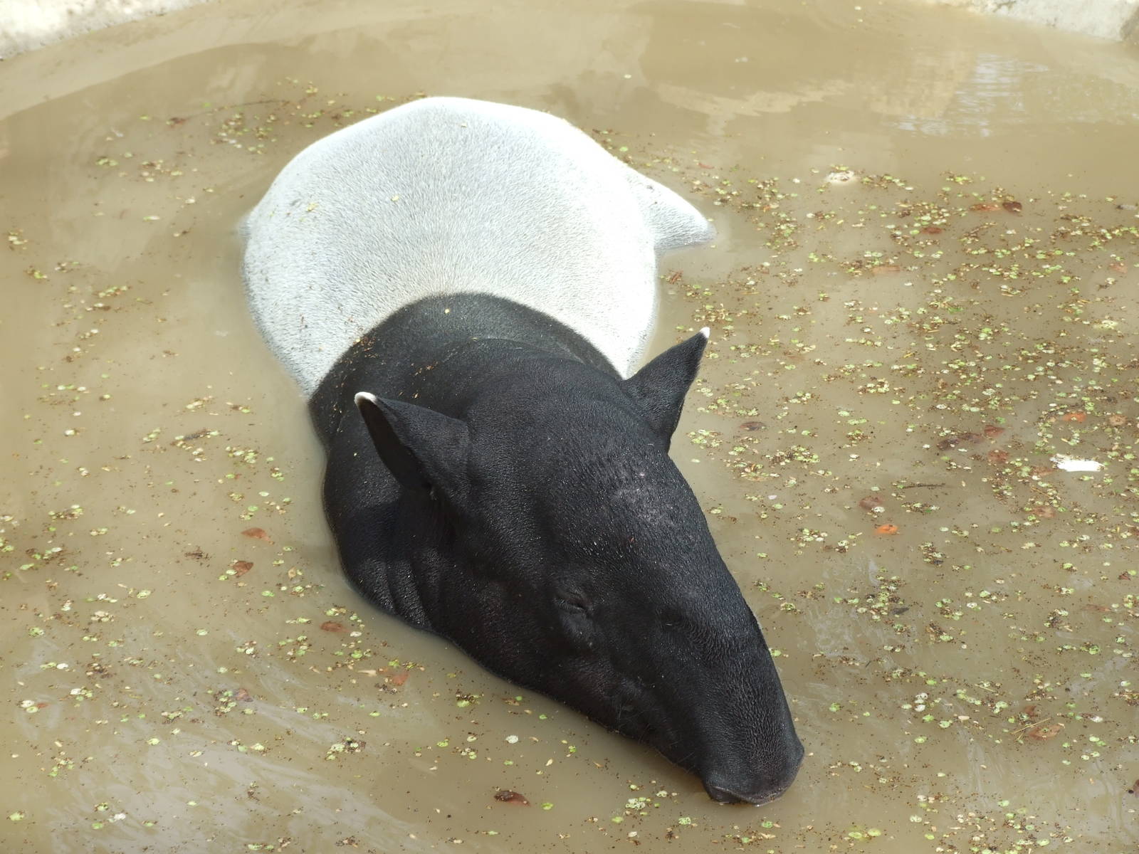Malayan tapir (Tapirus indicus)