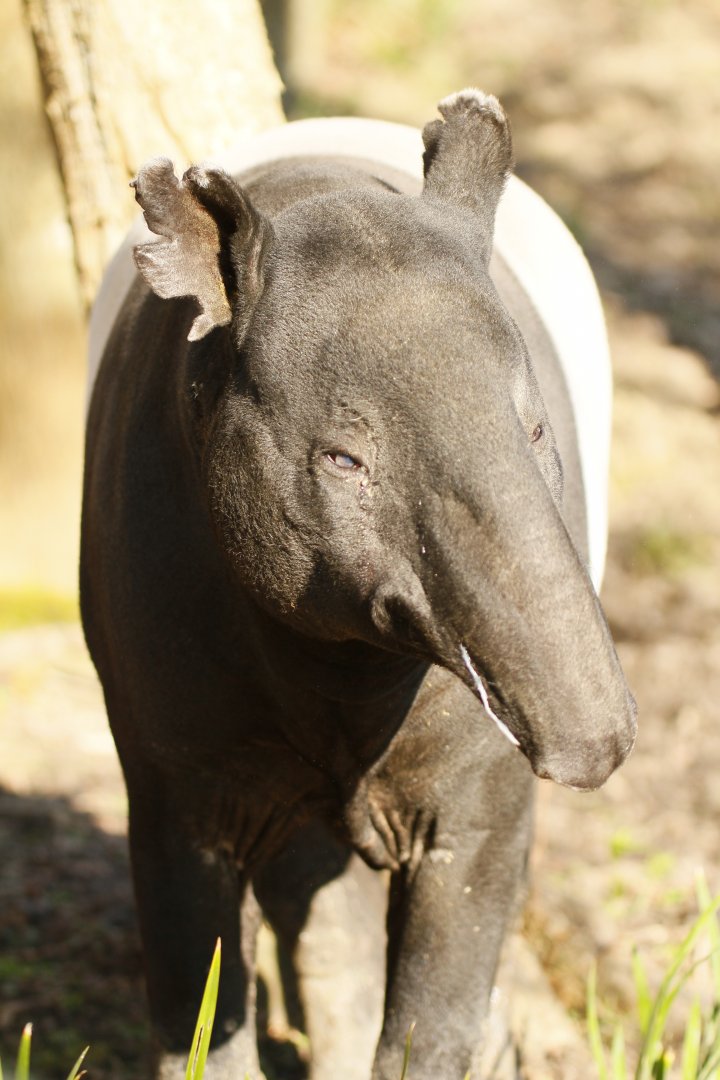 Malayan tapir (Tapirus indicus)
