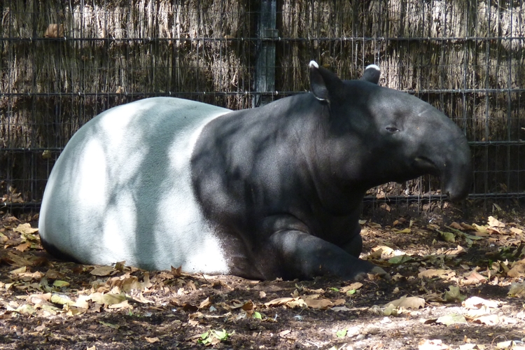 Malayan tapir (Tapirus indicus)