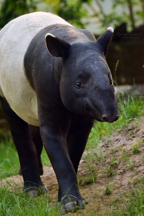 Malayan tapir (Tapirus indicus)