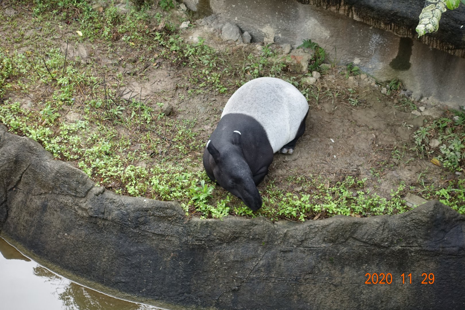 Malayan Tapir (Tapirus indicus)