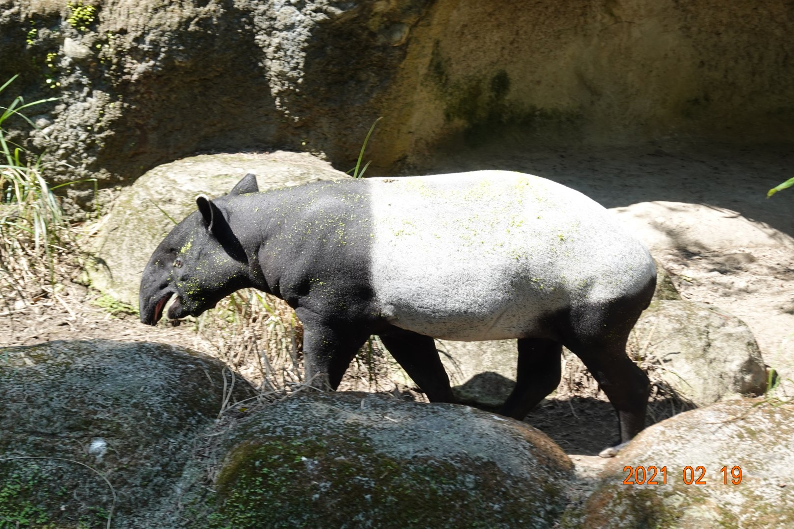 Malayan Tapir (Tapirus indicus)