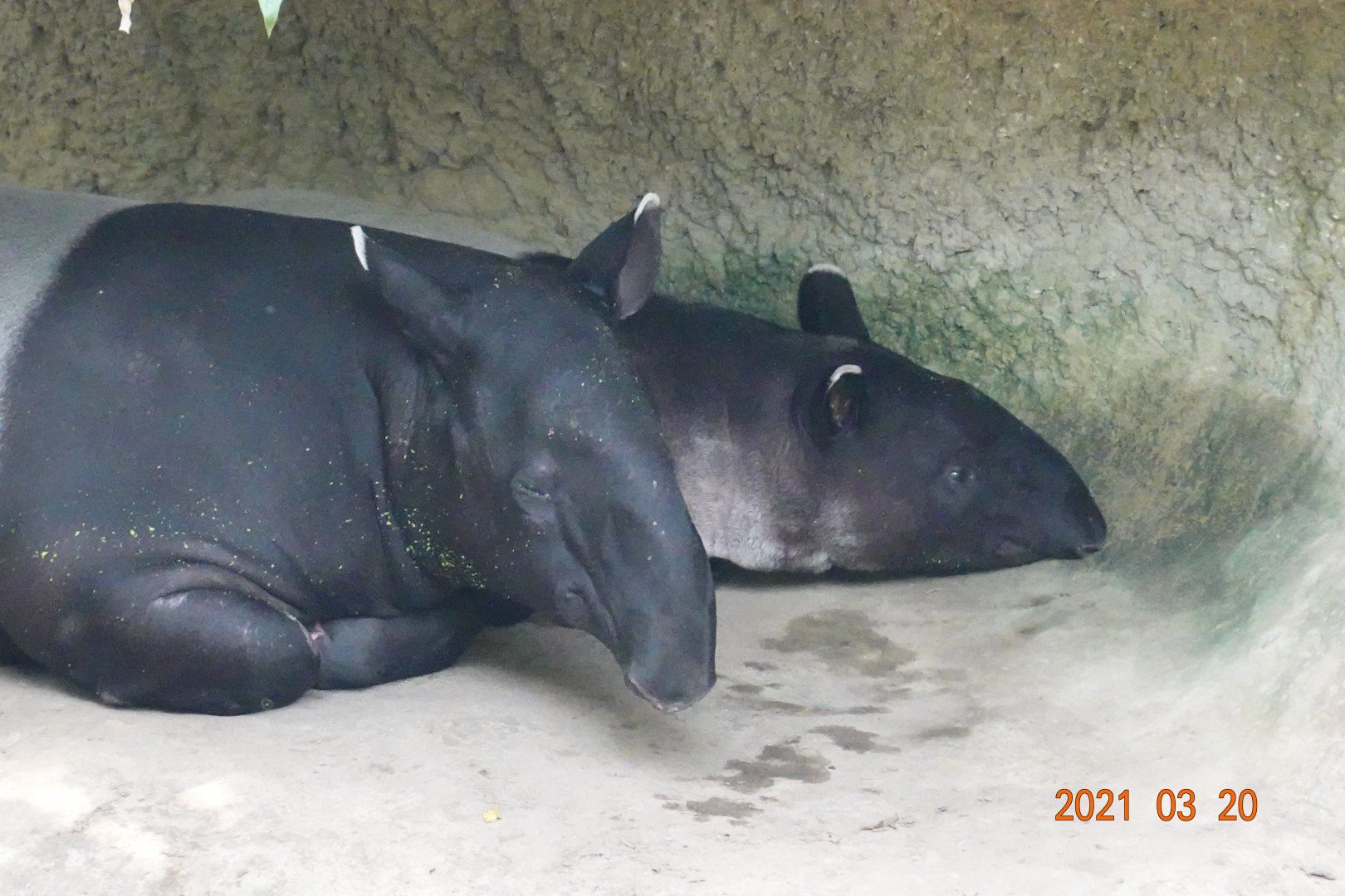 Malayan Tapir (Tapirus indicus)