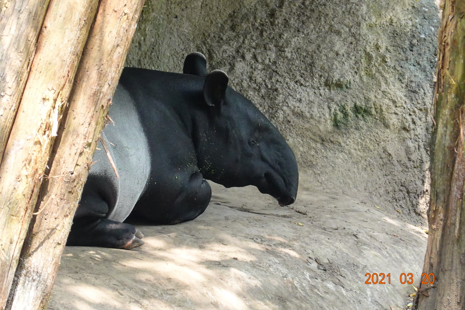 Malayan Tapir (Tapirus indicus)