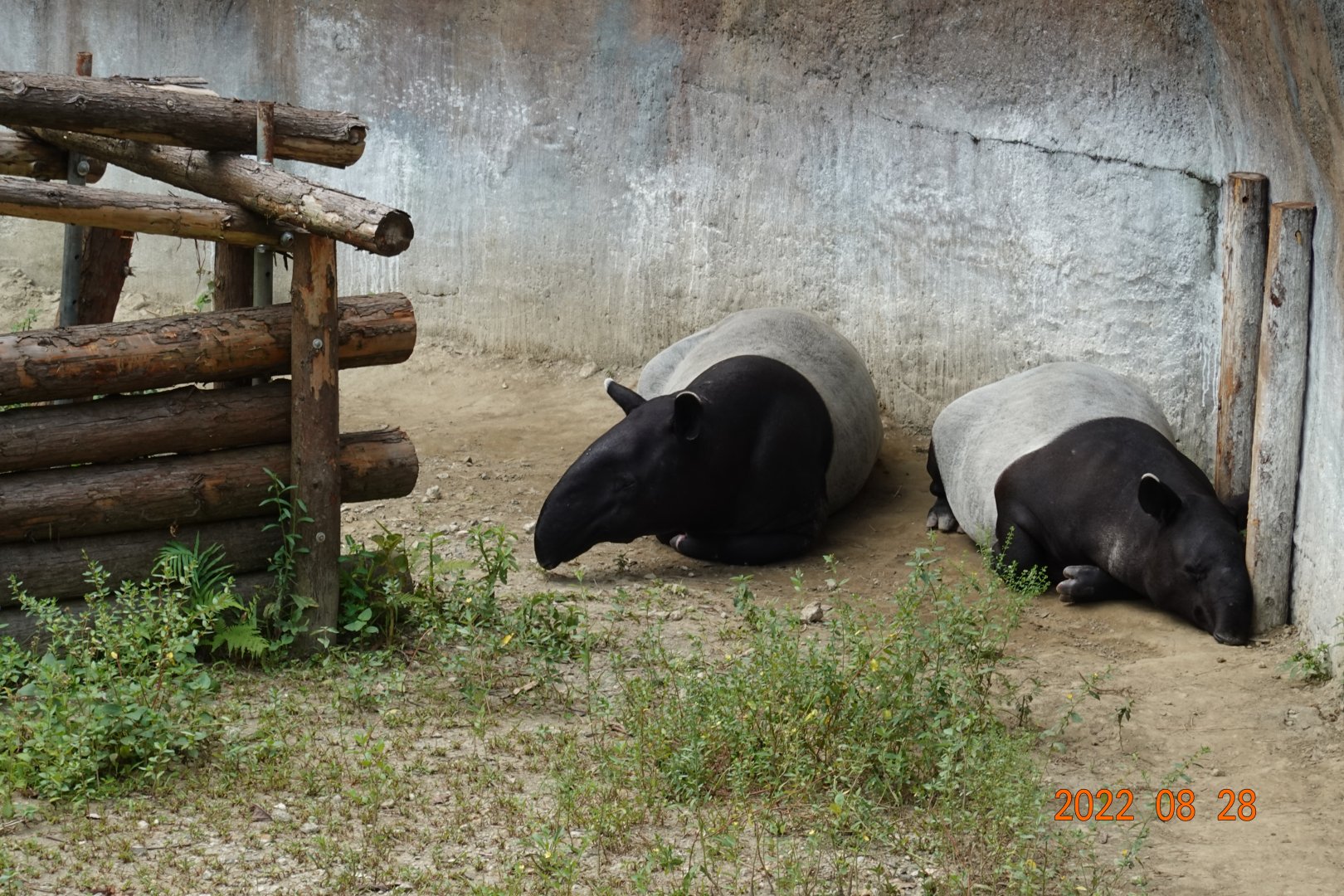 Malayan Tapir (Tapirus indicus)