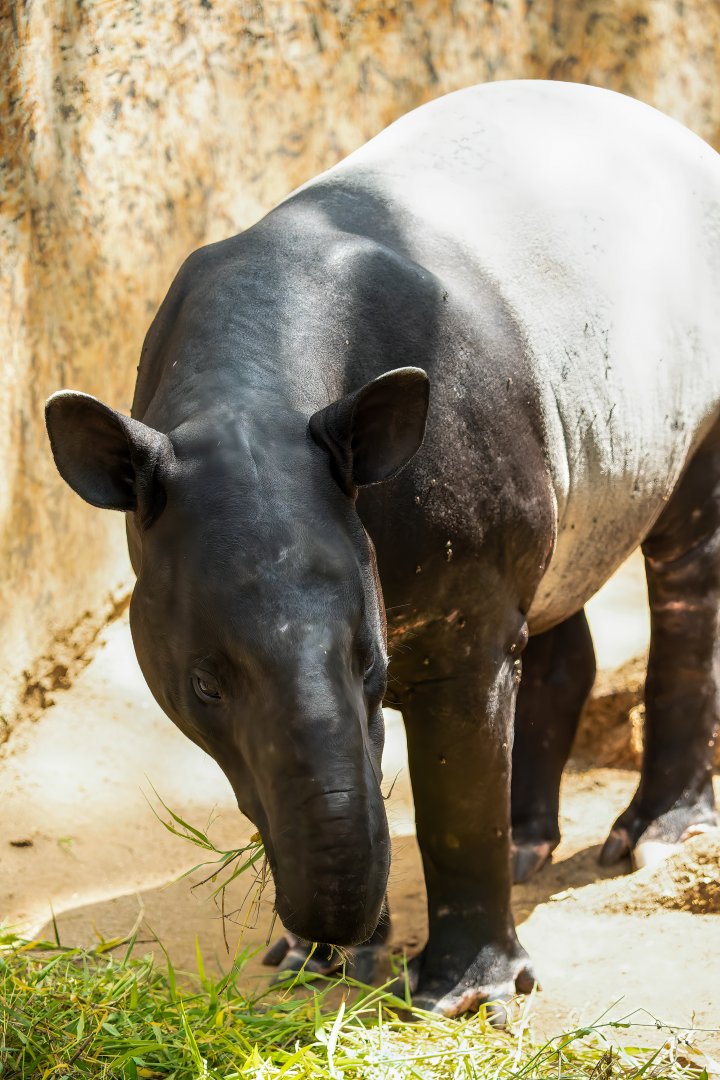 Malayan Tapir -Tapirus indicus