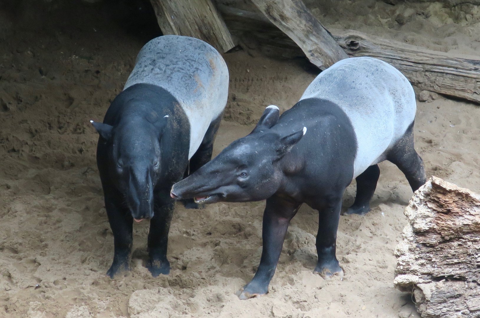 Malayan Tapir (Tapirus indicus)