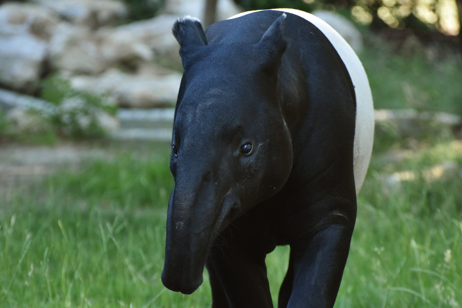 Malayan tapir (Tapirus indicus)